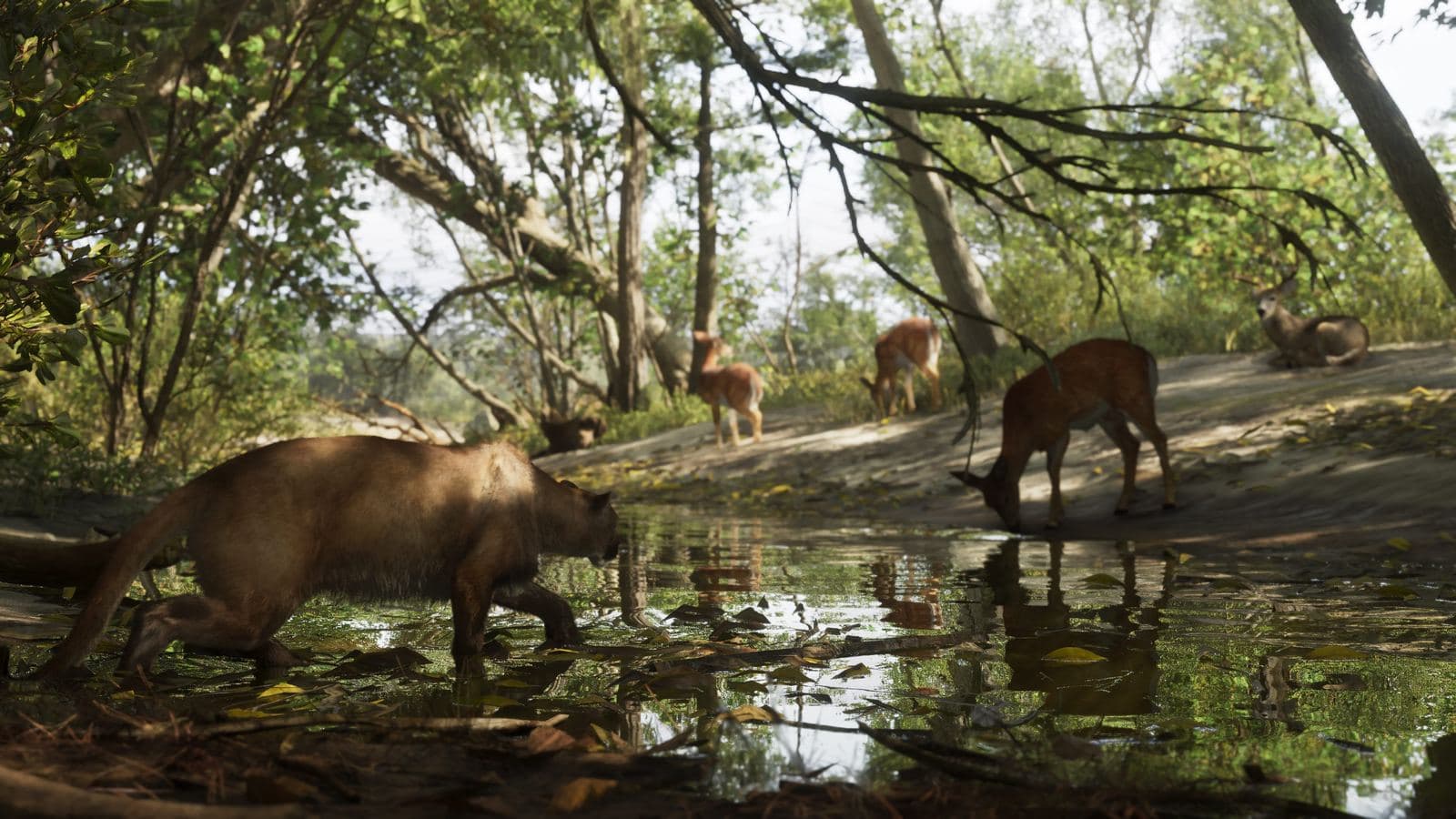A cougar stalks deer drinking from a stream in Mount Kalaga National Park